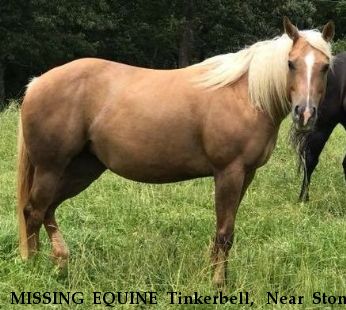 MISSING EQUINE Tinkerbell,  Near Stony Point, NC, 28678